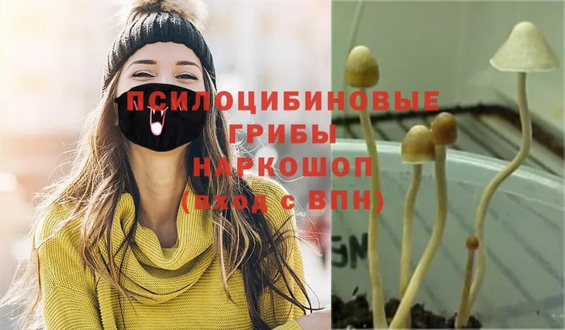 Галлюциногенные грибы Cubensis  сколько стоит  Рязань 